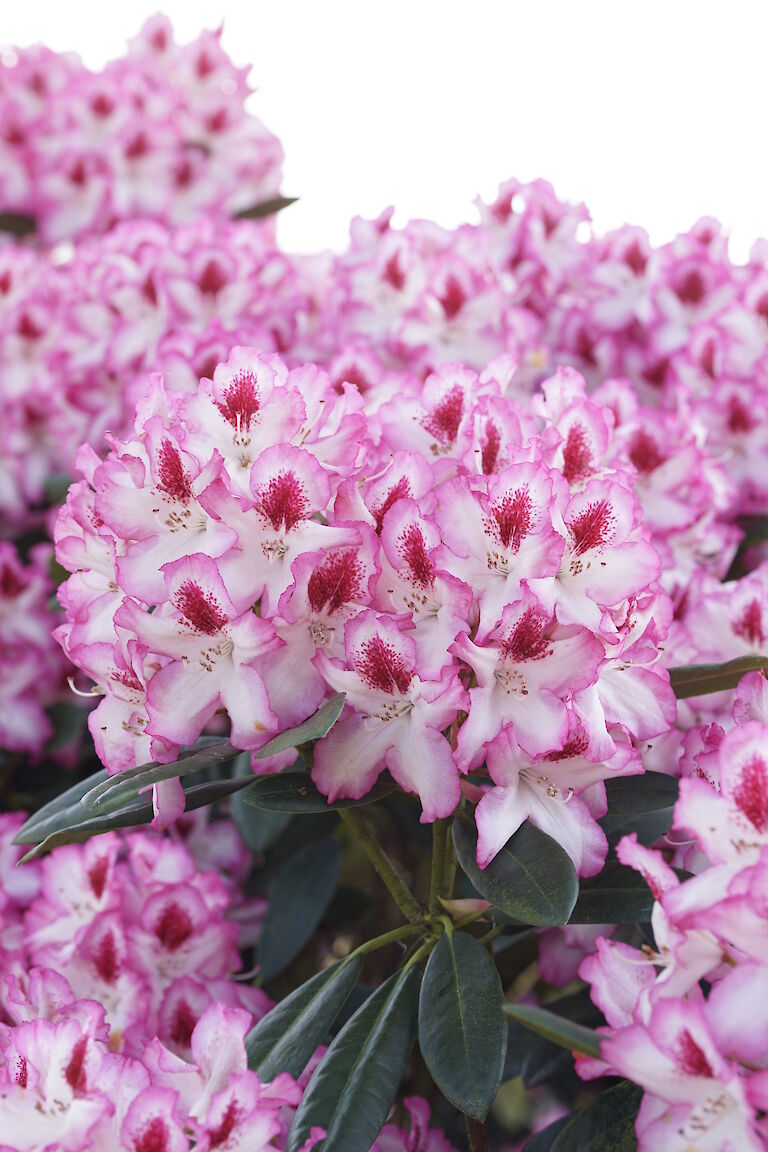 Rhododendron Hachmanns Charmant