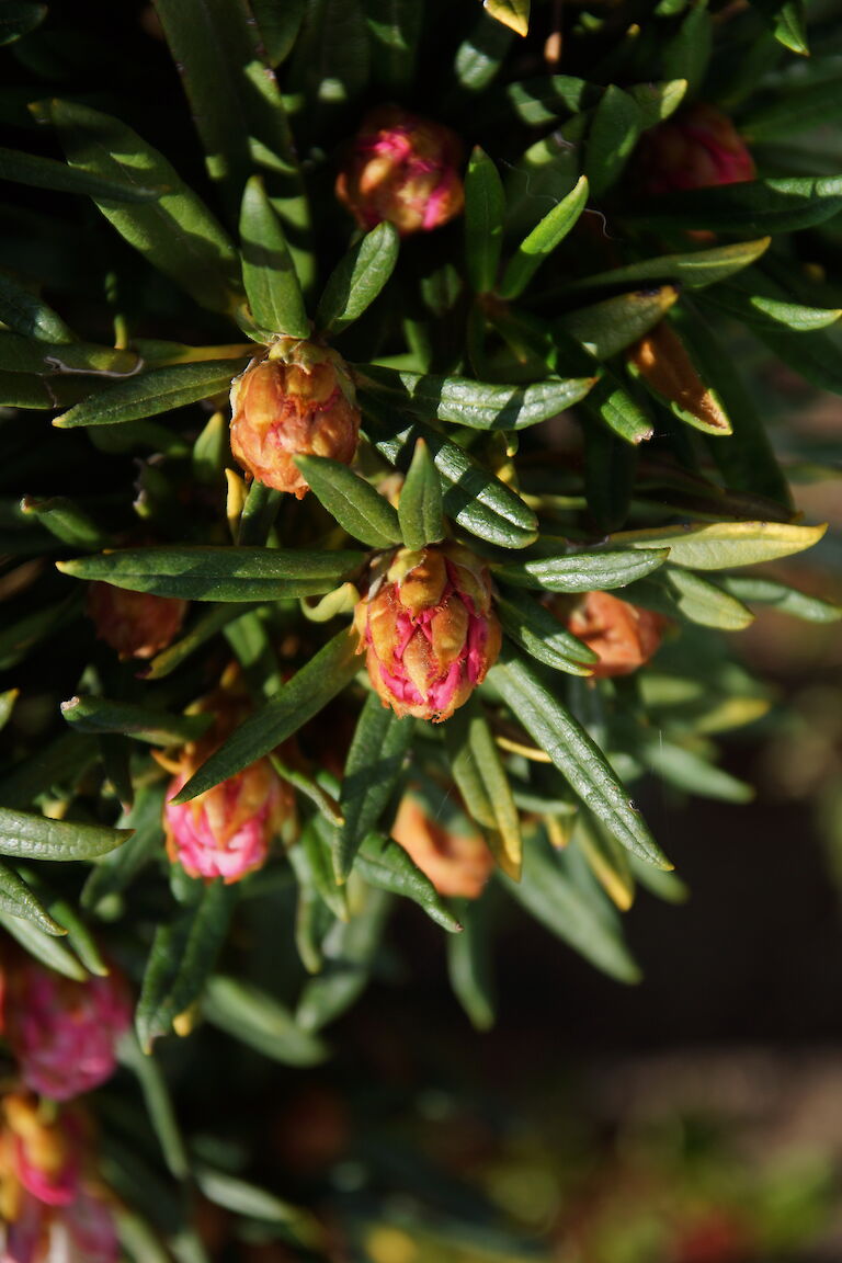 Rhododendron roxieanum var. oreonastes