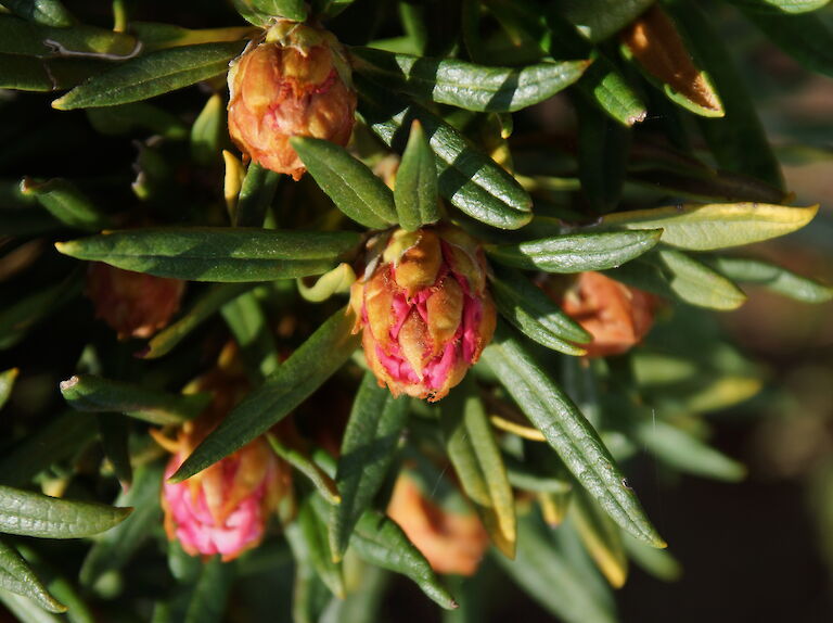 Rhododendron roxieanum var. oreonastes