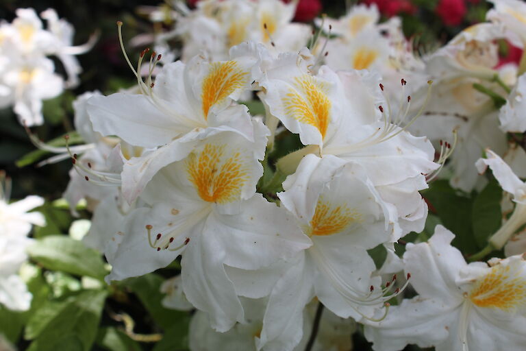 Rhododendron luteum Persil