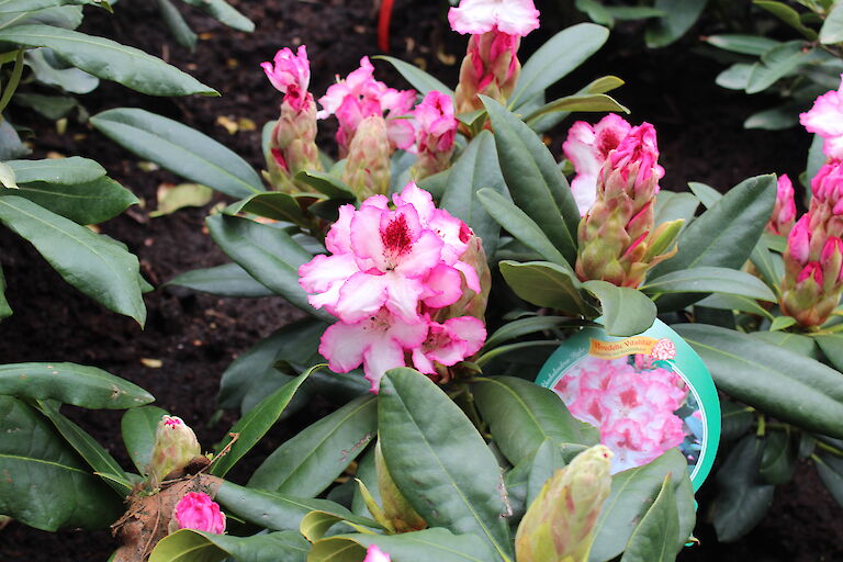 Rhododendron 'Hachmanns Charmant'