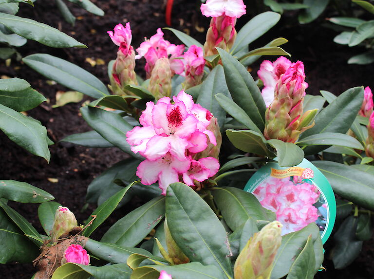 Rhododendron 'Hachmanns Charmant'
