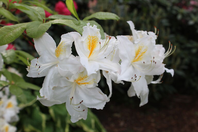 Rhododendron luteum Persil