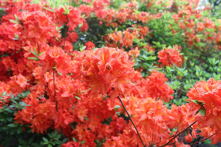 Rhododendron 'Fridtjof Nansen'