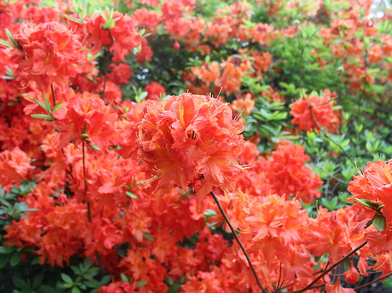 Rhododendron 'Fridtjof Nansen'