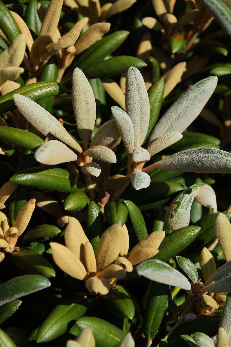 Rhododendron yakushimanum 'F.C.C.'