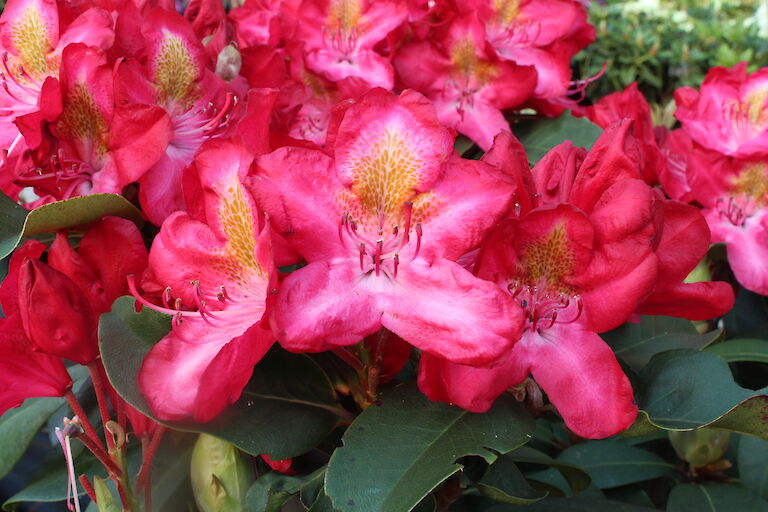 Rhododendron Junifeuer