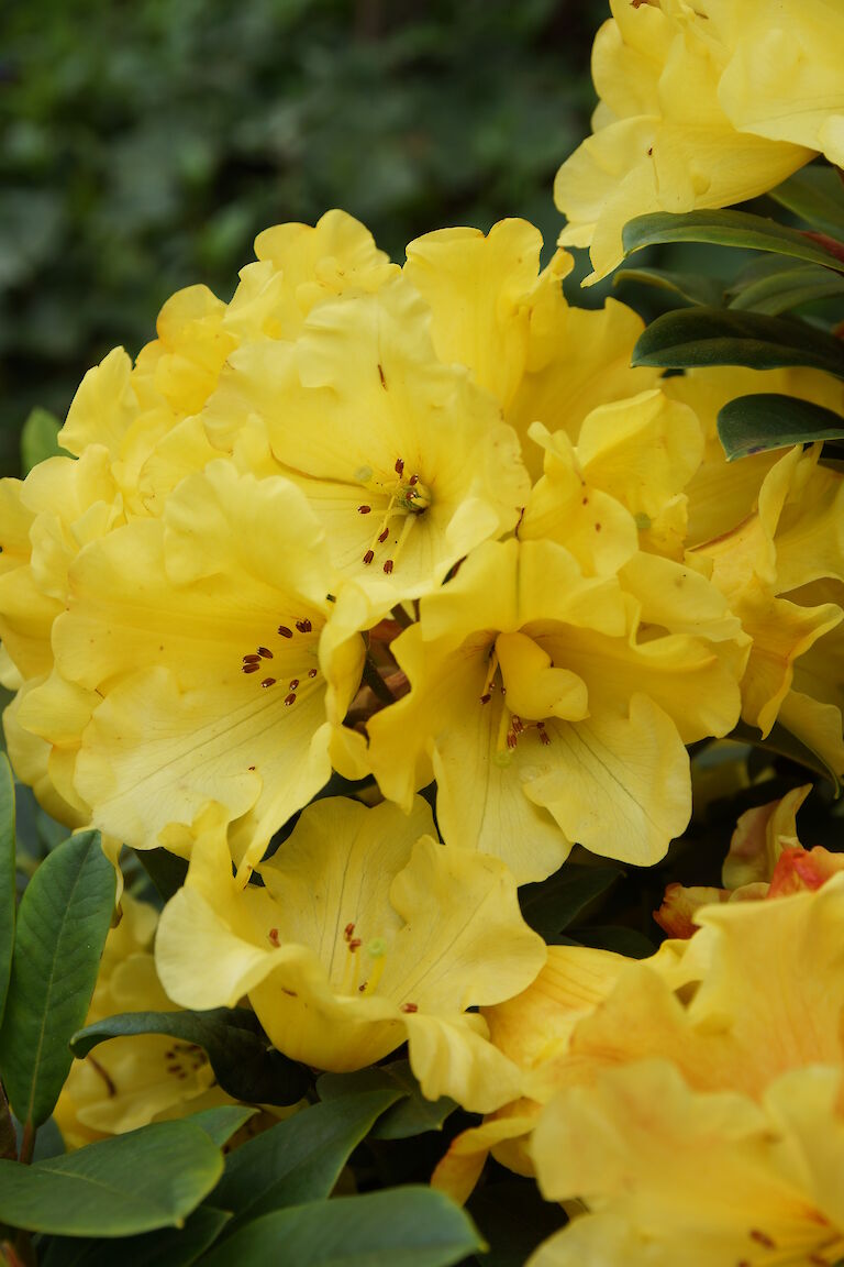 Rhododendron Golden Everest