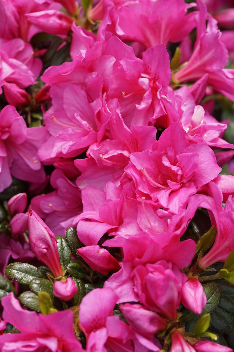 Rhododendron obtusum Canzonetta