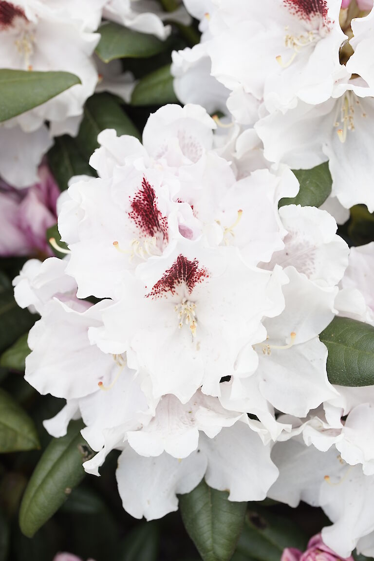 Rhododendron yakushimanum Harkwood Premiere