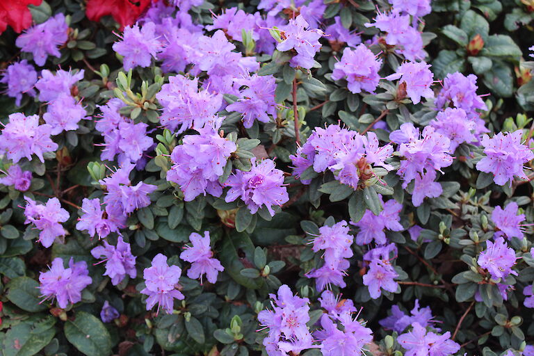 Rhododendron impeditum 'Ramapo'