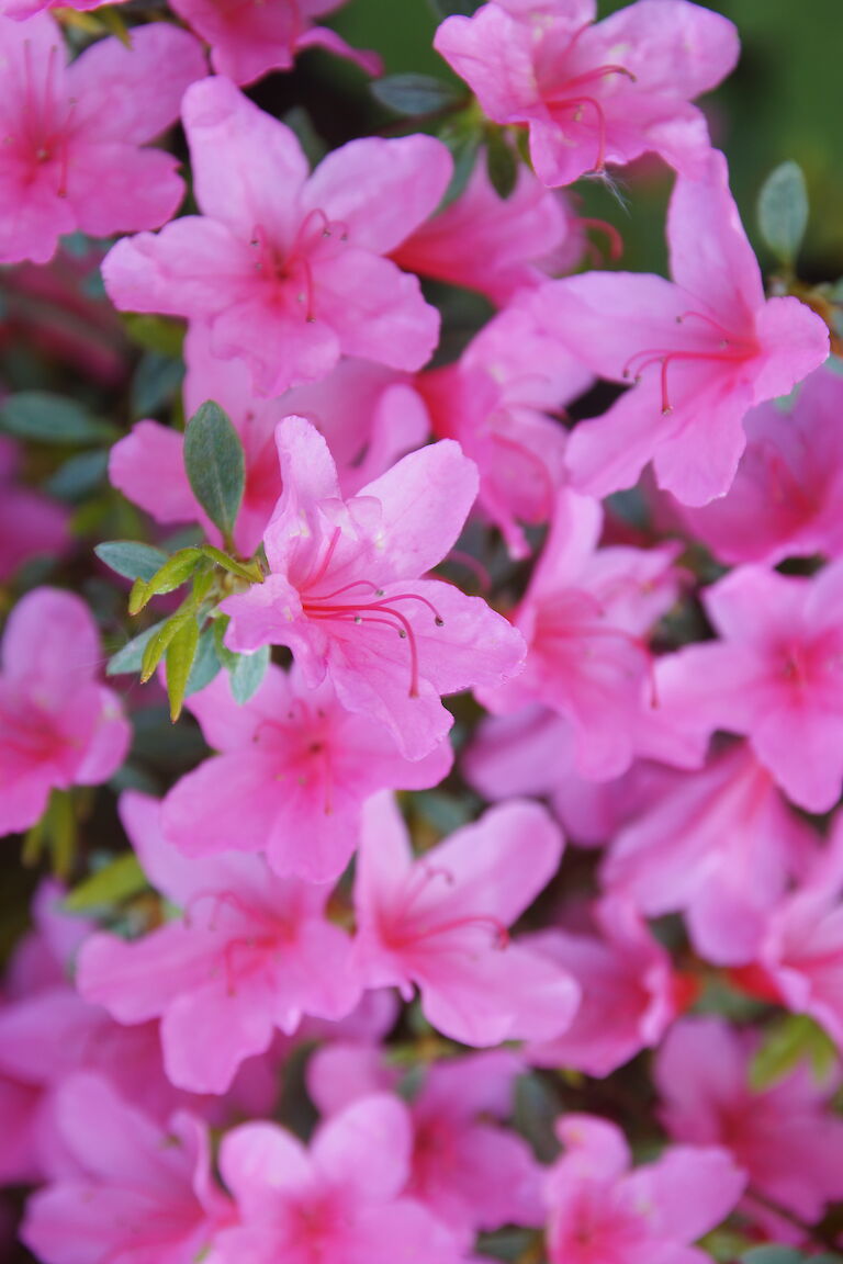 Rhododendron obtusum Madame Albert van Hecke