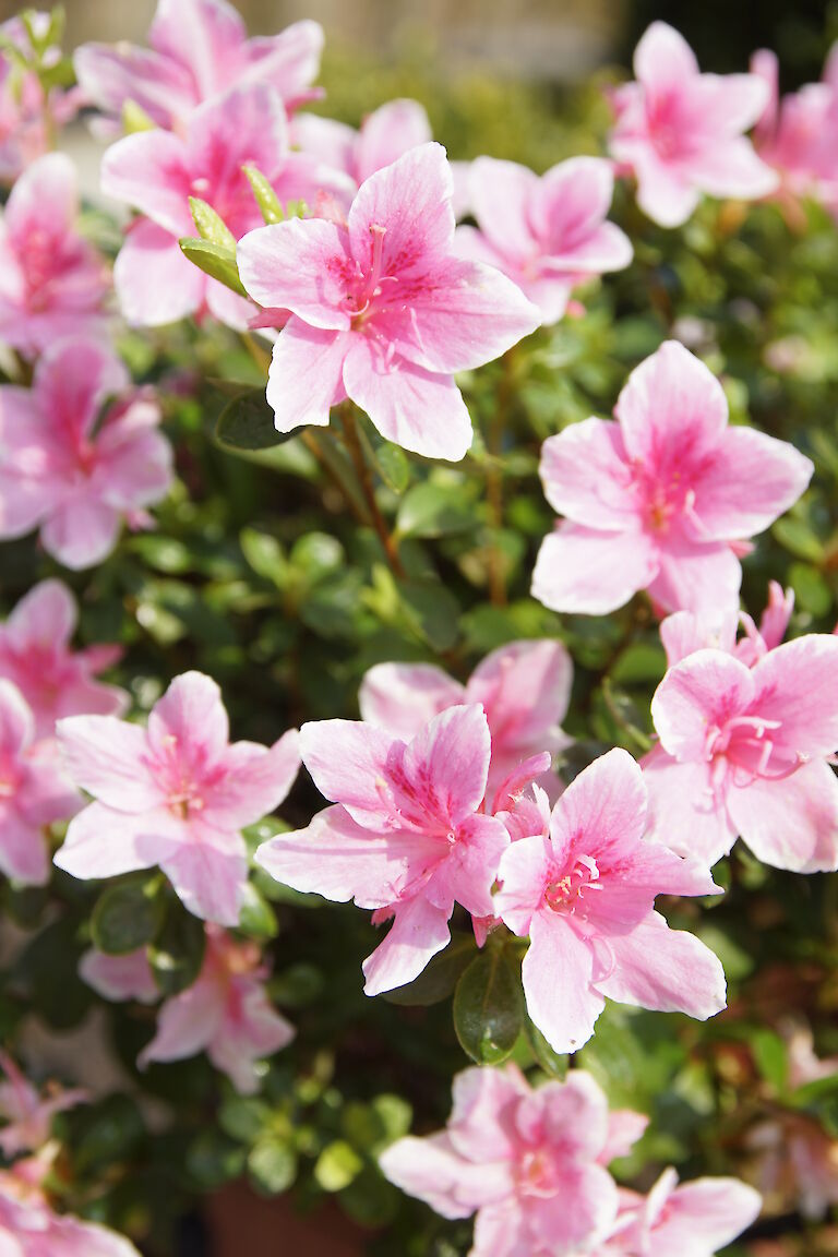 Rhododendron obtusum rosa