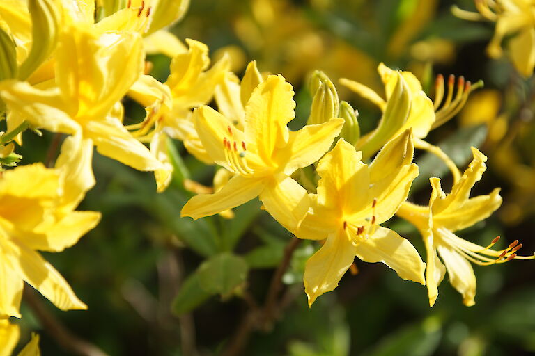 Rhododendron luteum