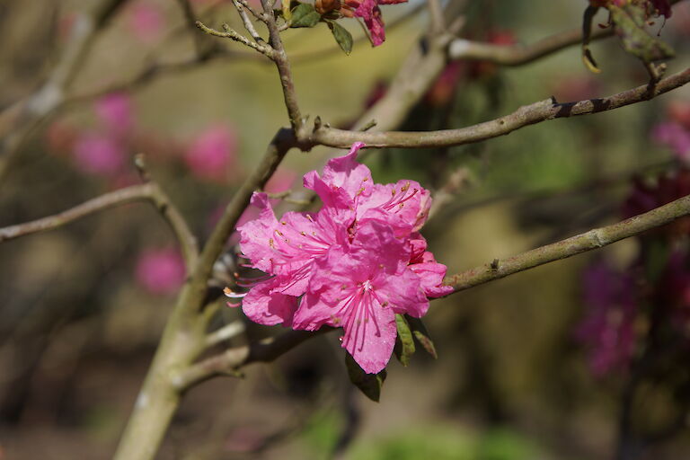 Rhododendron dauricum 'Ostara'