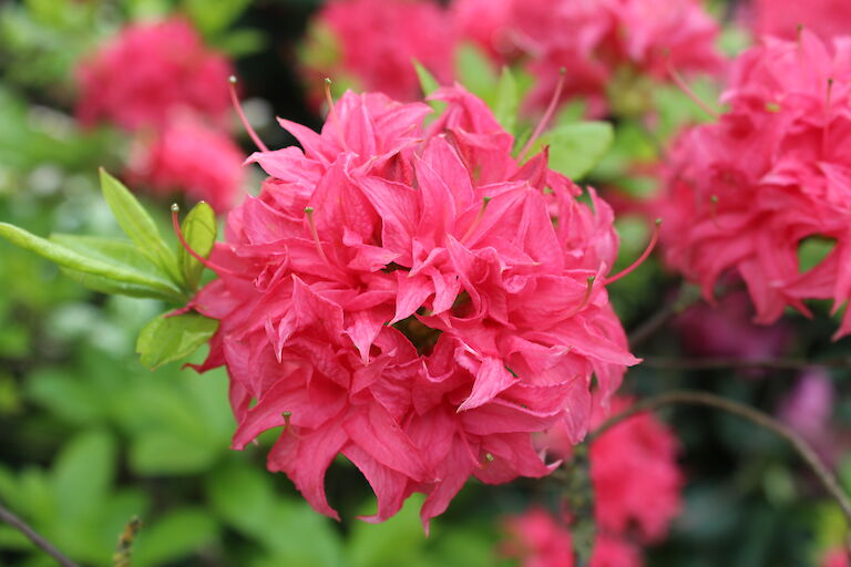 Rhododendron luteum Homebush