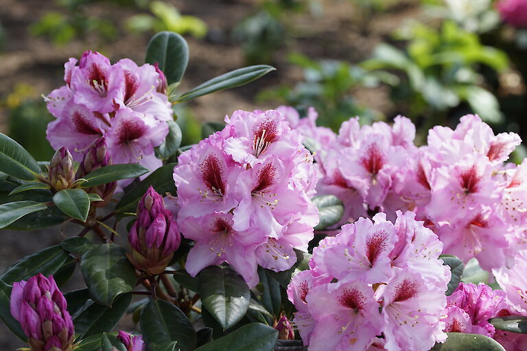 Rhododendron Diadem