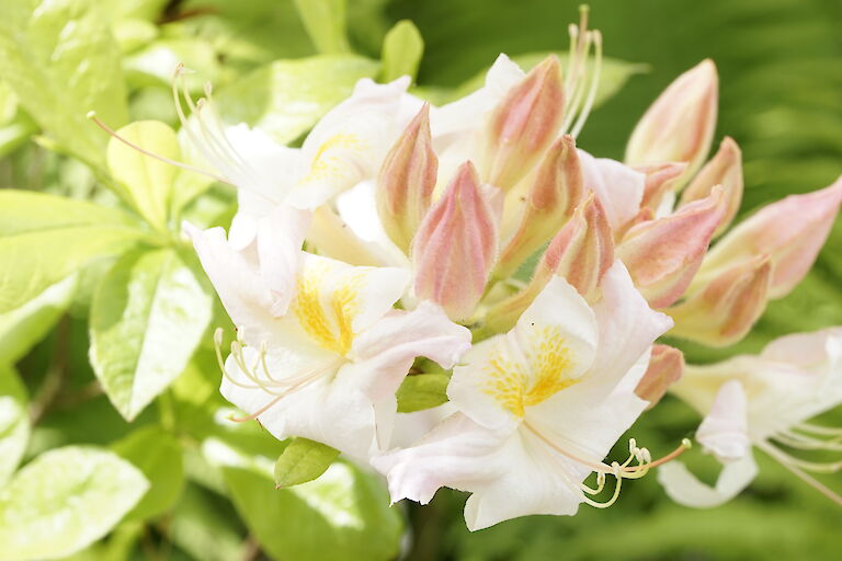 Rhododendron luteum weißgelb