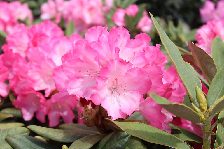 Rhododendron Fantastica