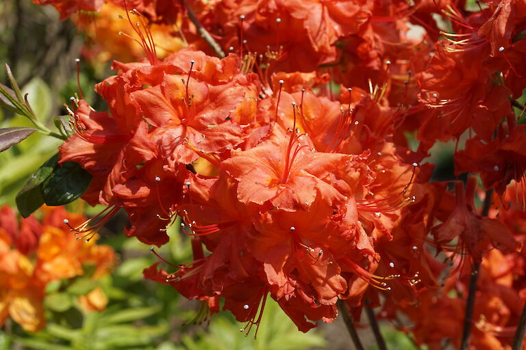 Rhododendron luteum Fireball