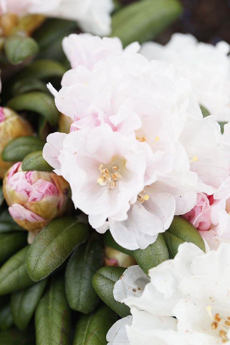 Rhododendron yakushimanum Koichiro Wada