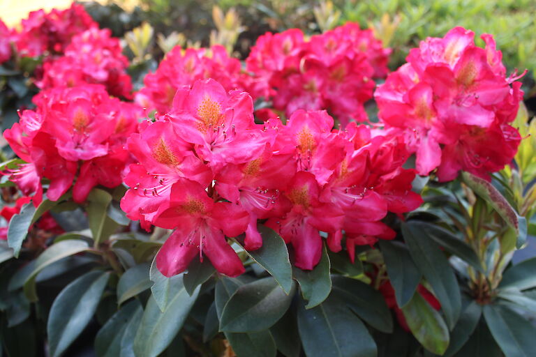 Rhododendron Junifeuer