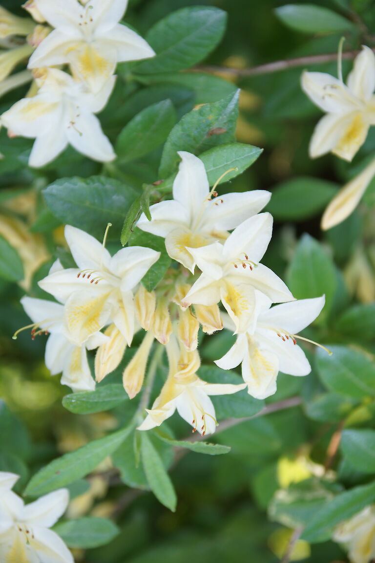 Rhododendron luteum 'Alba Grandiflorum'