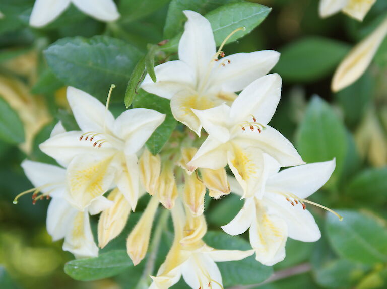 Rhododendron luteum 'Alba Grandiflorum'