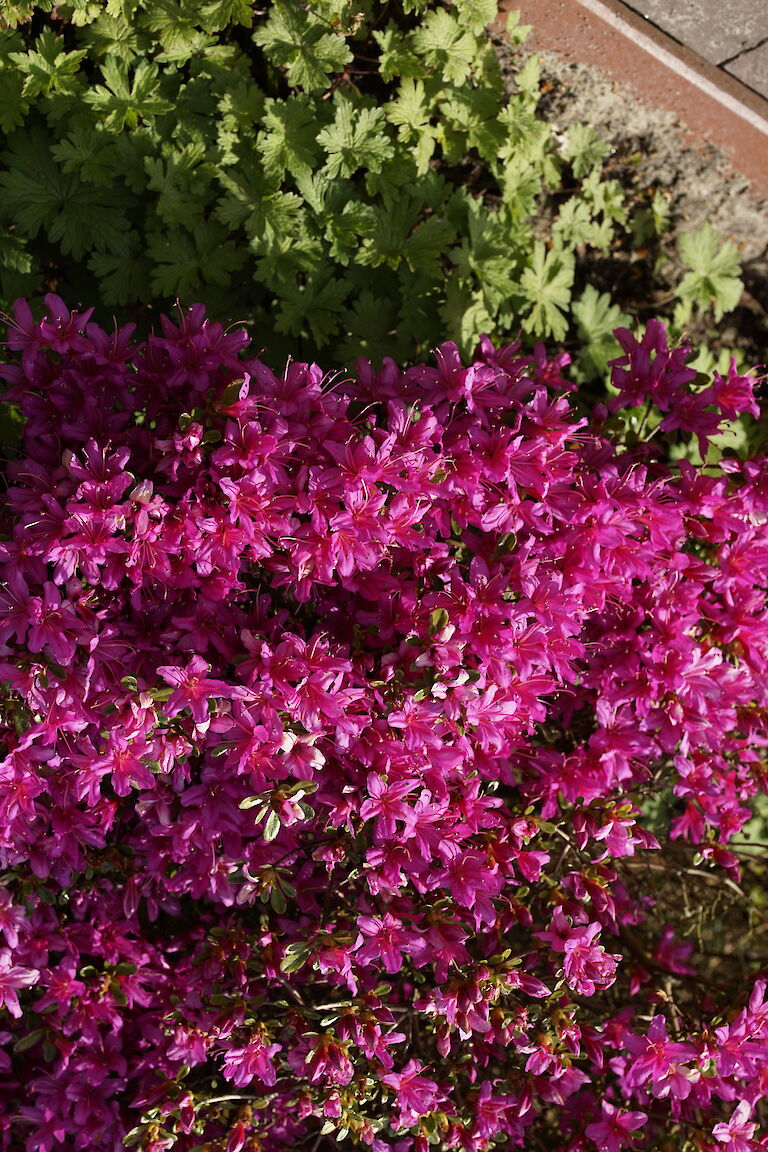 Rhododendron obtusum pink