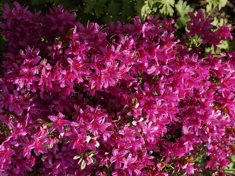 Rhododendron obtusum pink