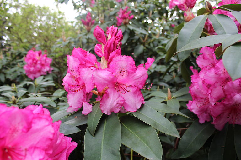 Rhododendron Blüte - pink