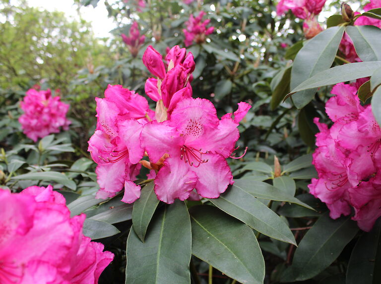 Rhododendron Blüte - pink
