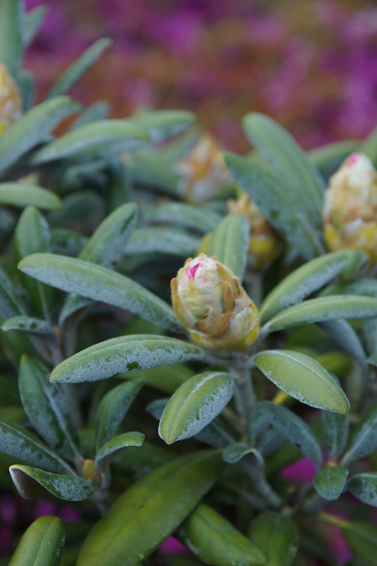 Rhododenron yakushimanum 'Koichiro Wada'