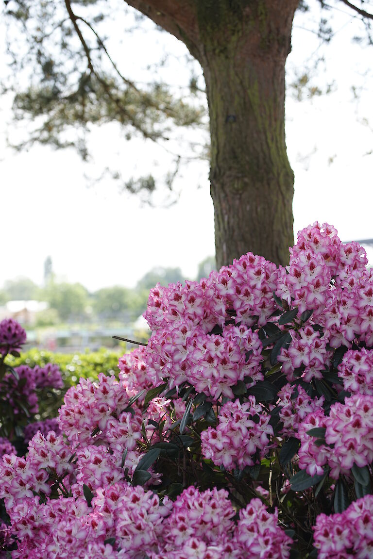 Rhododendron Hachmanns Charmant