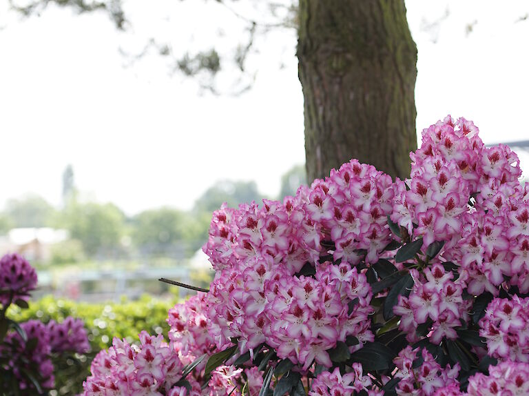 Rhododendron Hachmanns Charmant