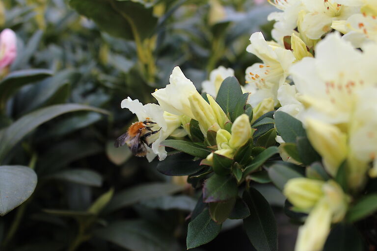 Rhododendron keiskei 'Patty Bee'