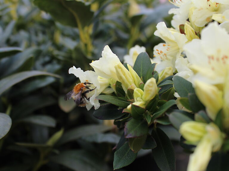 Rhododendron keiskei 'Patty Bee'