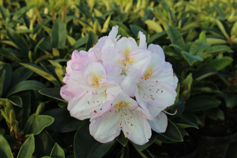 Rhododendron Gomer Waterer