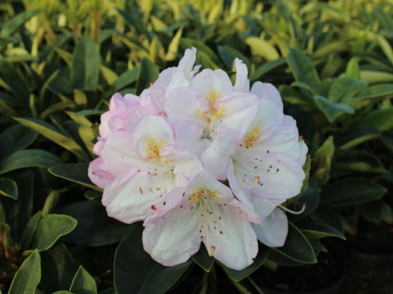 Rhododendron Gomer Waterer