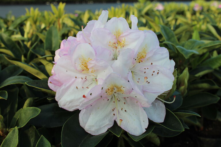 Rhododendron Gomer Waterer