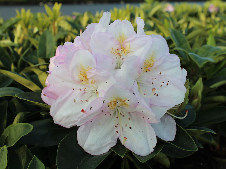 Rhododendron Gomer Waterer