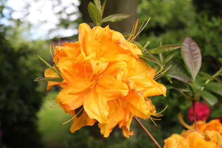 Rhododendron luteum Klondyke