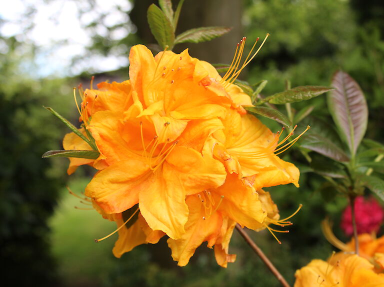 Rhododendron luteum Klondyke