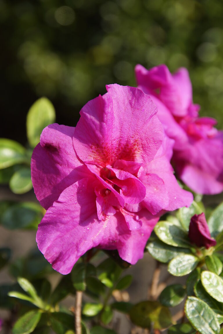 Rhododendron obtusum lilapink