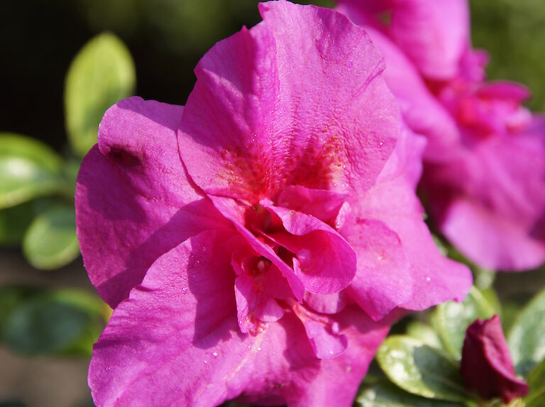 Rhododendron obtusum lilapink