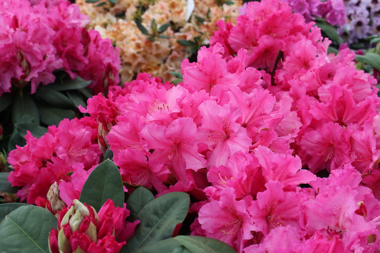 Rhododendron 'Caruso'