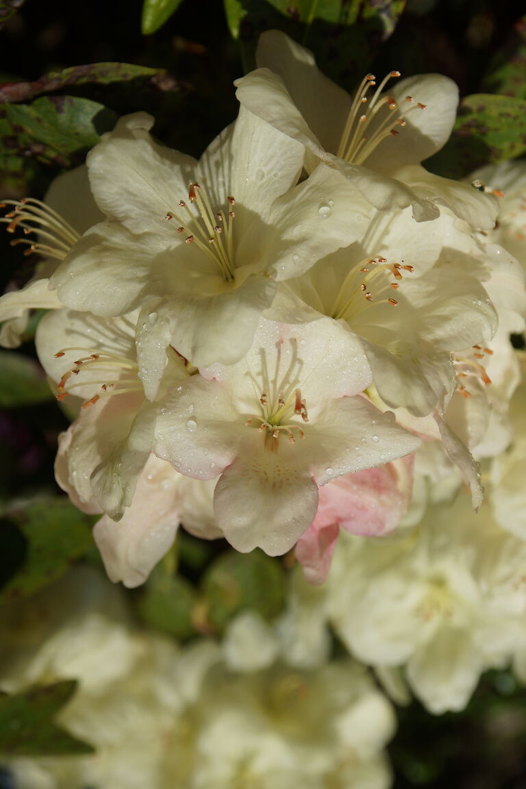 Rhododendron Lachsgold