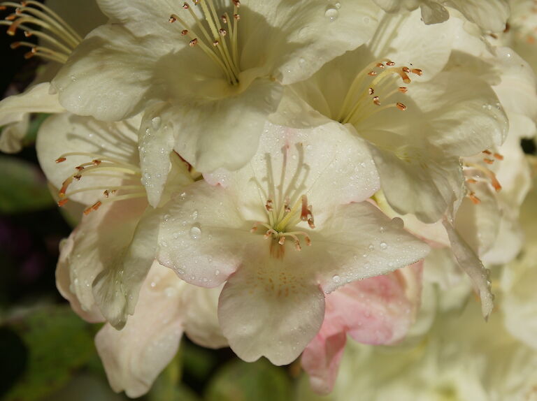 Rhododendron Lachsgold