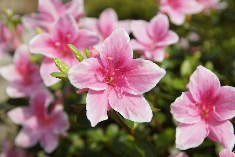 Rhododendron obtusum rosa
