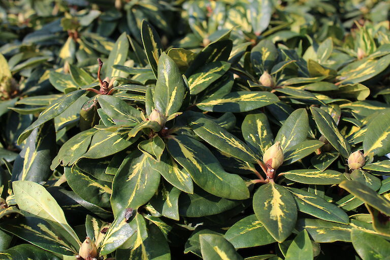 Rhododendron 'Goldflimmer' Blatt